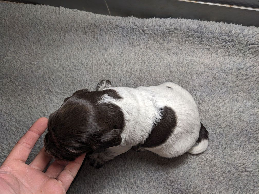 E3 three weeks female1_1