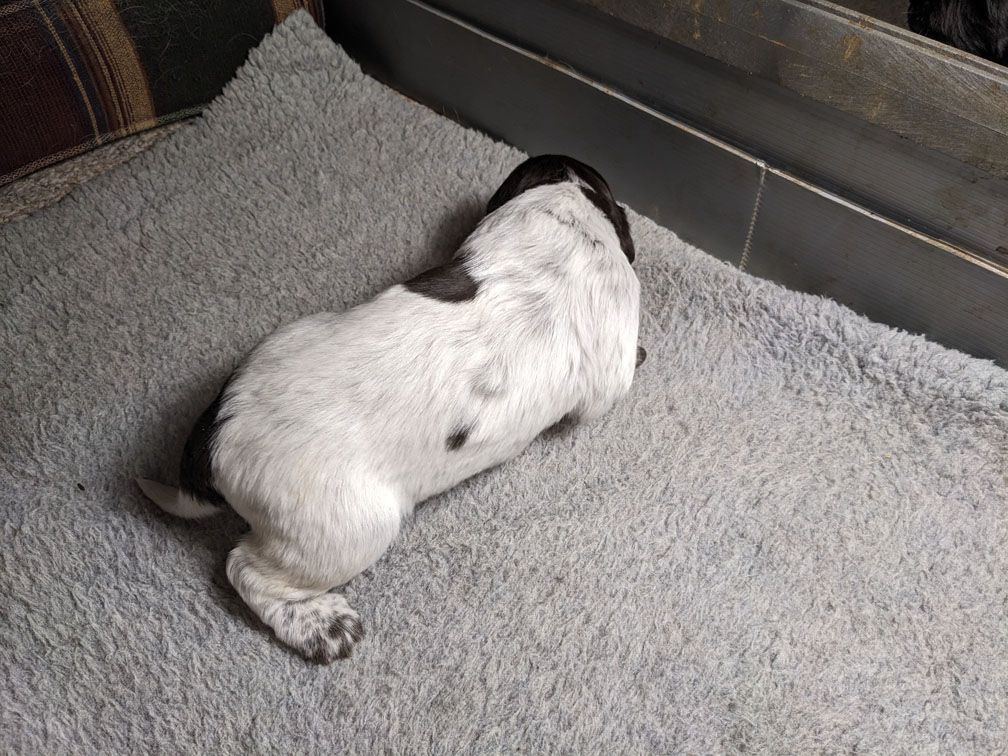 E3 three weeks female1_3