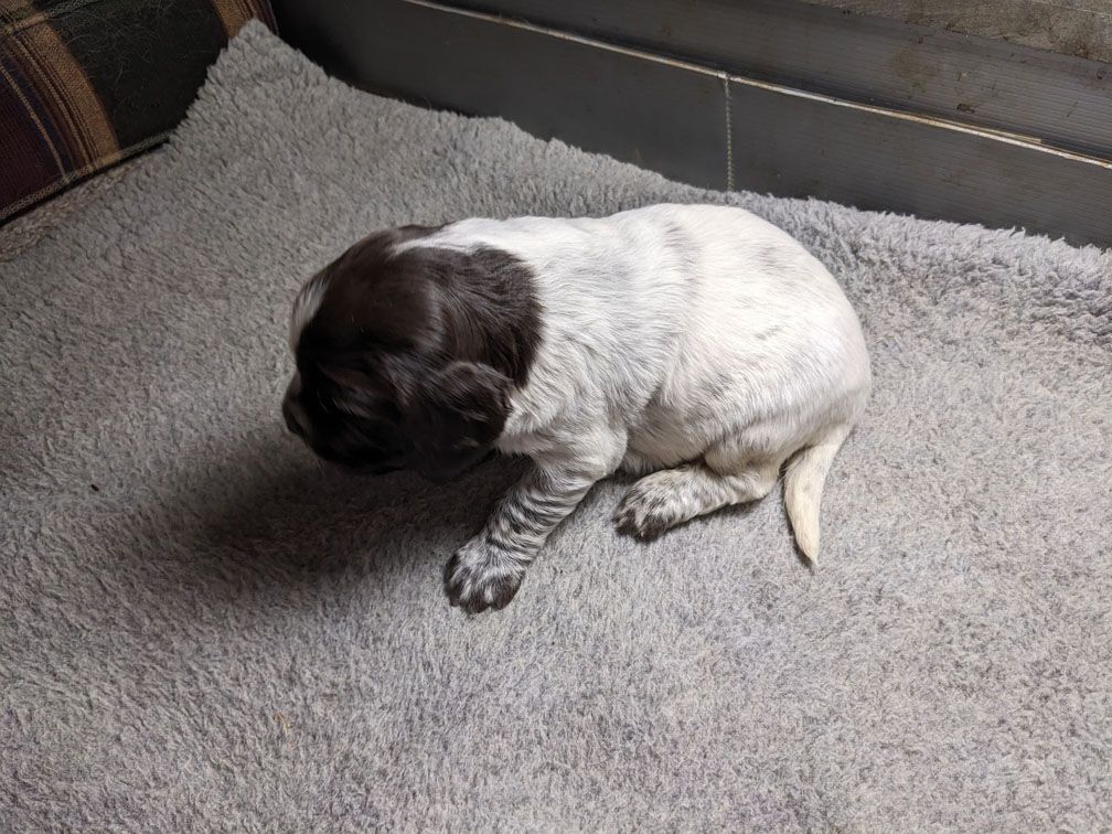 E3 three weeks female2_1