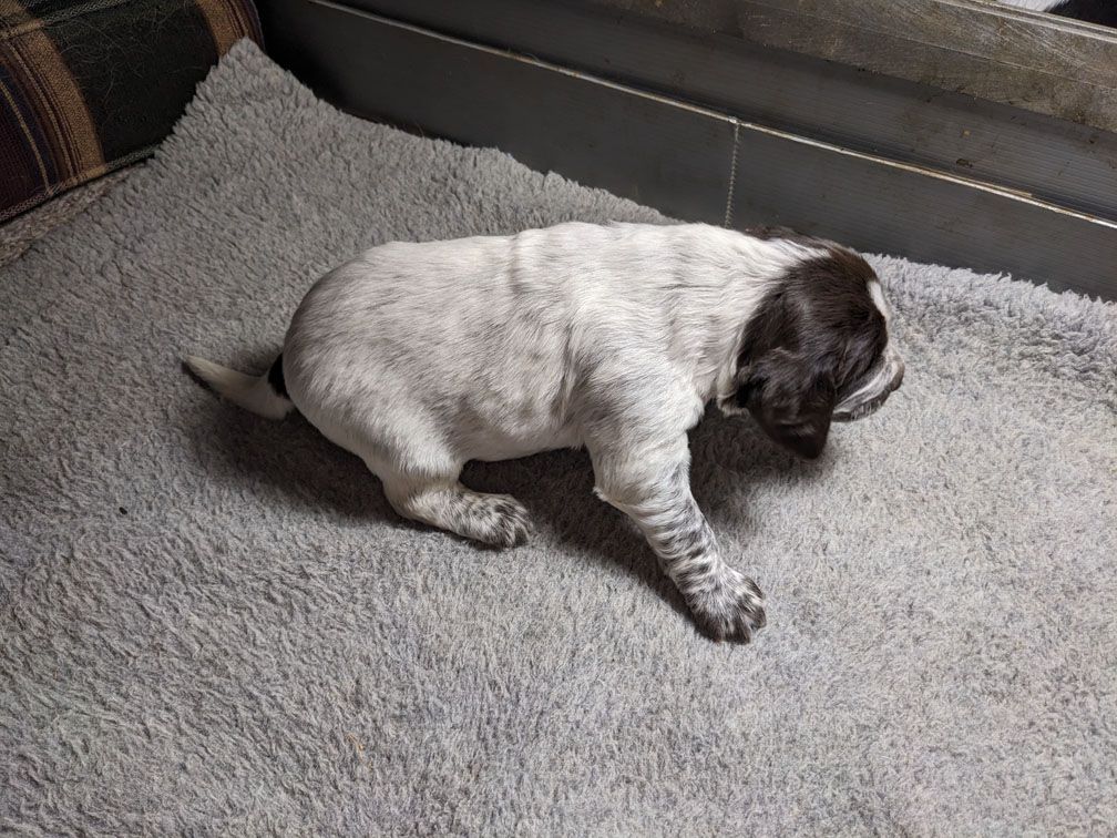 E3 three weeks female2_2