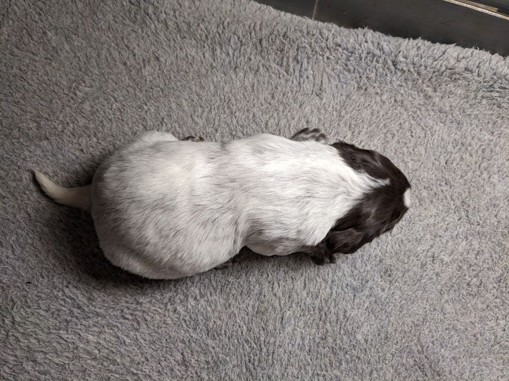 E3 three weeks female2_3