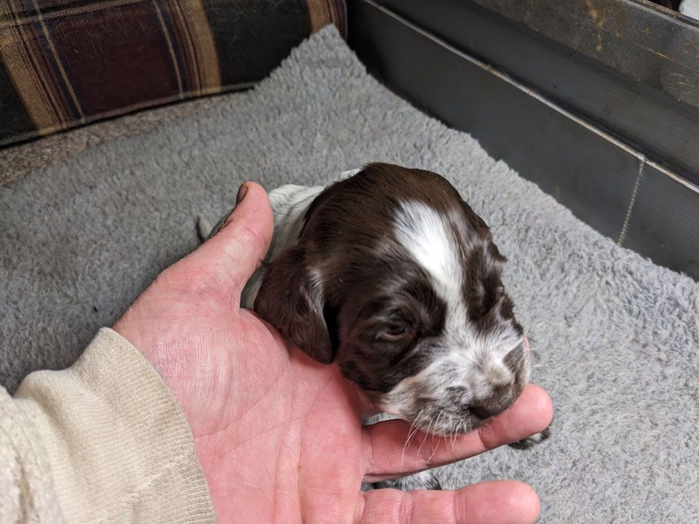 E3 three weeks female2_4