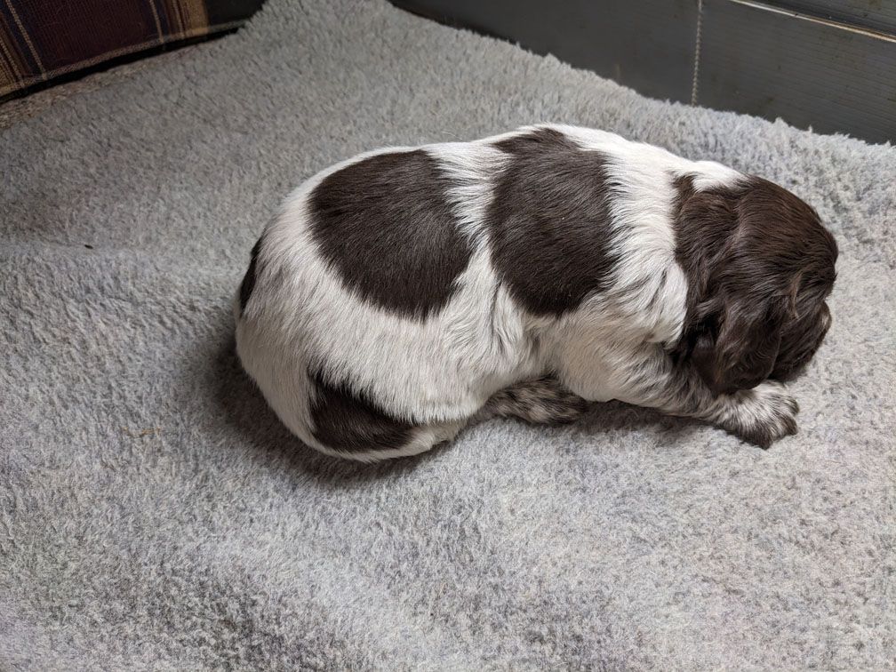 E3 three weeks male1_1