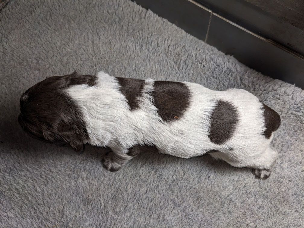 E3 three weeks male1_2