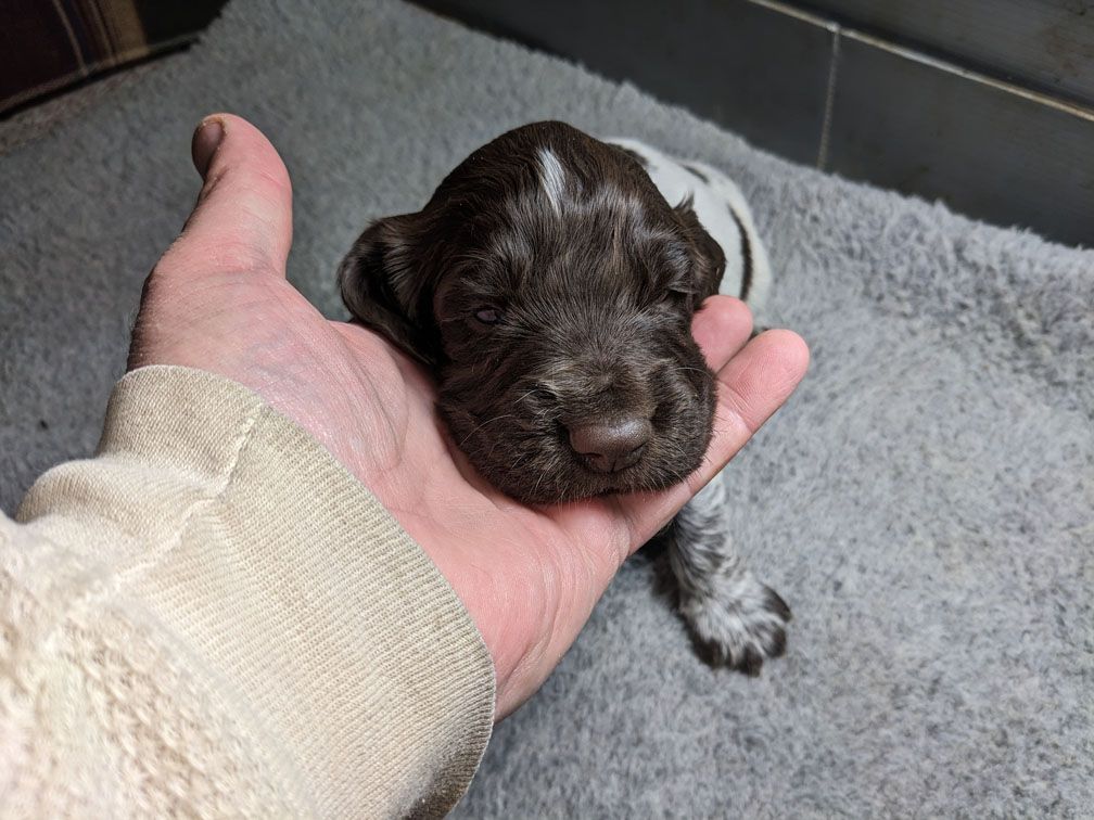 E3 three weeks male1_4