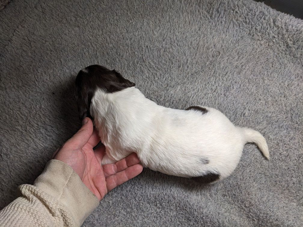 E3 three weeks male2_1