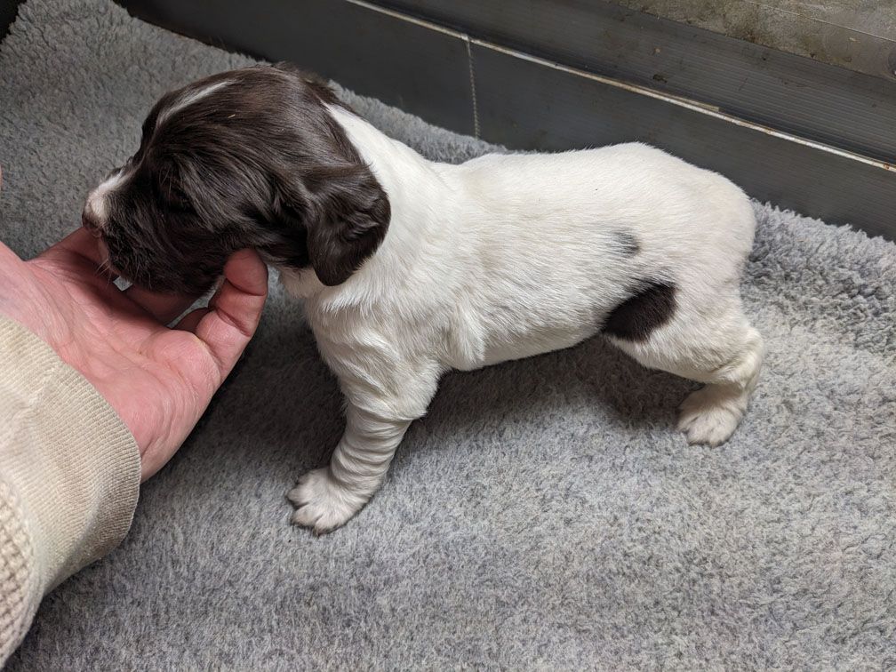 E3 three weeks male2_2