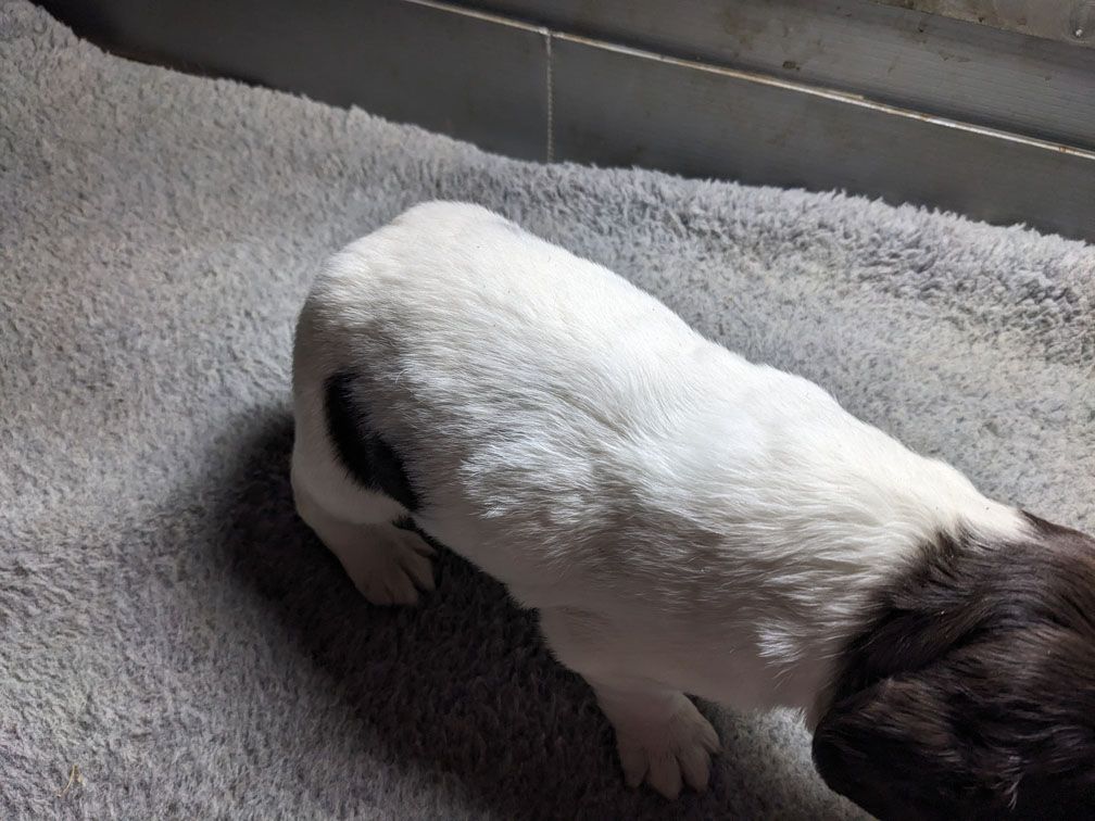 E3 three weeks male2_3