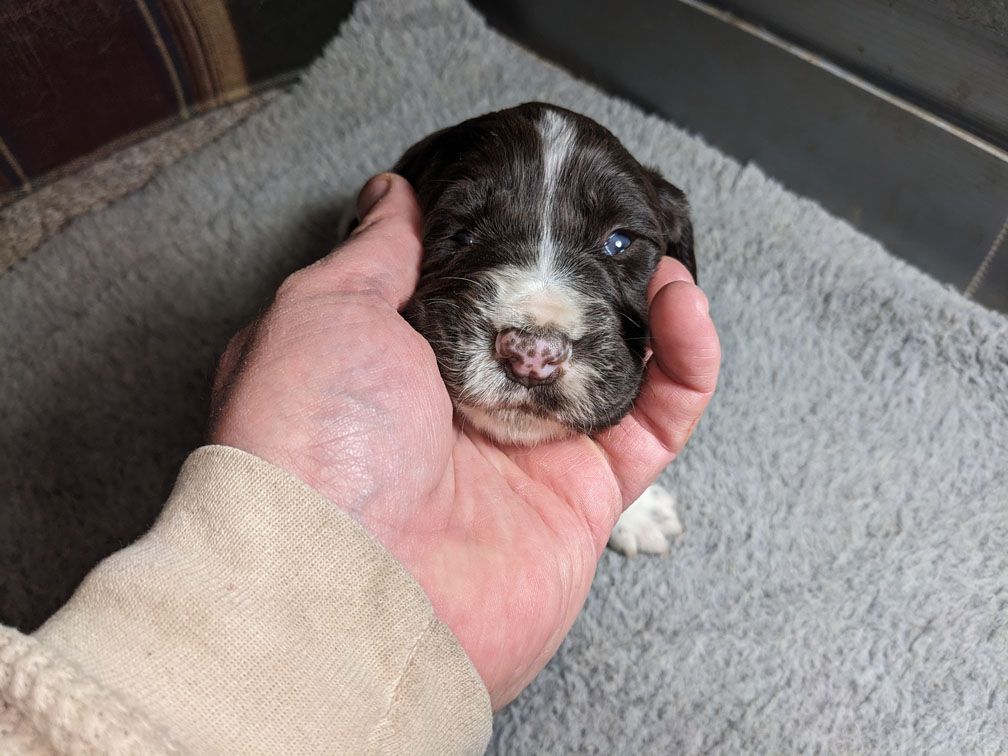 E3 three weeks male2_4