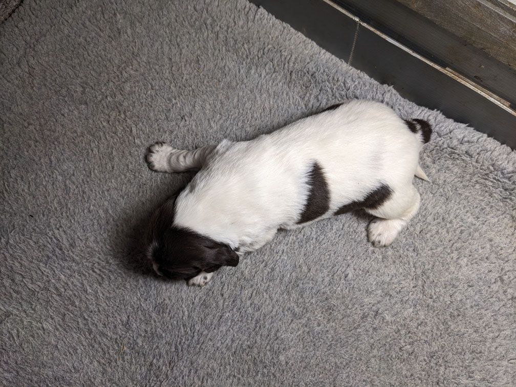 E3 three weeks male3_1