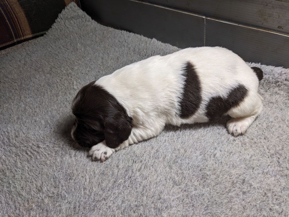 E3 three weeks male3_2