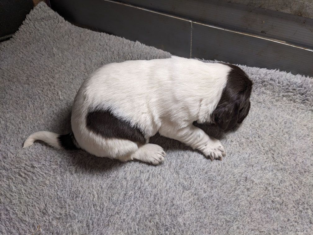 E3 three weeks male3_3