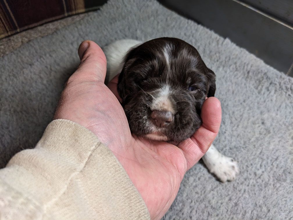 E3 three weeks male3_4