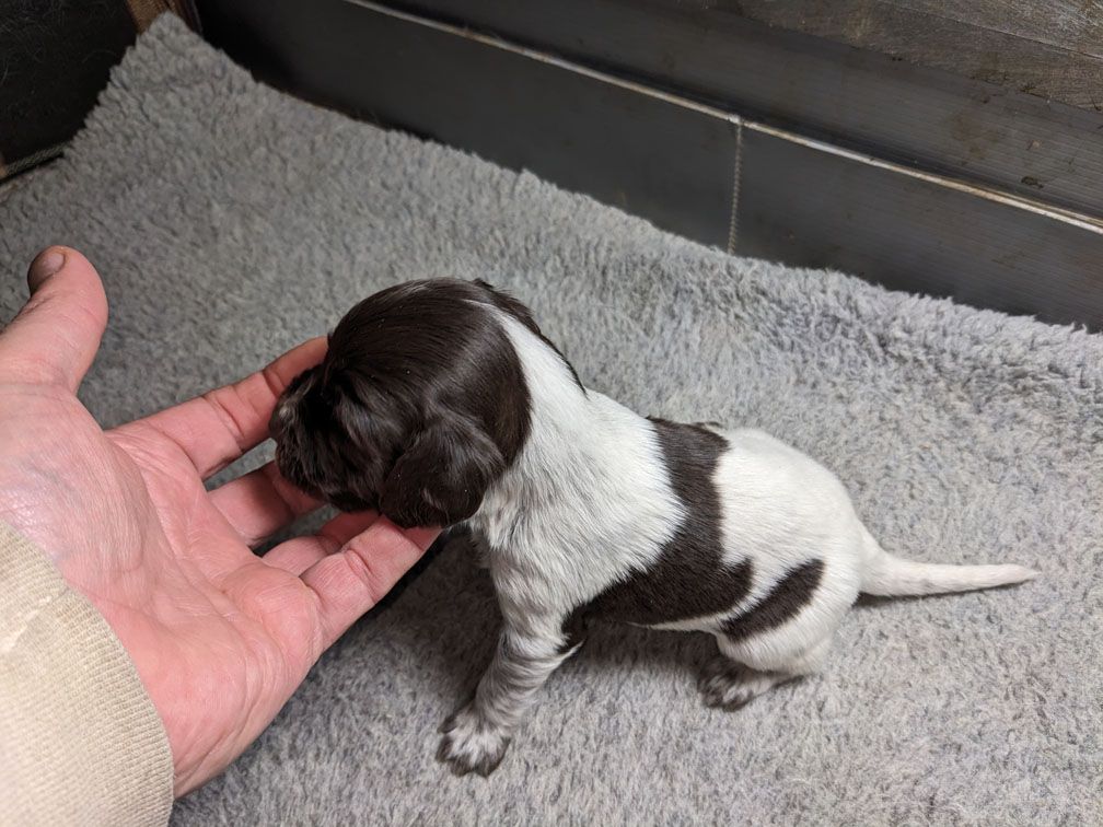 E3 three weeks male4_1