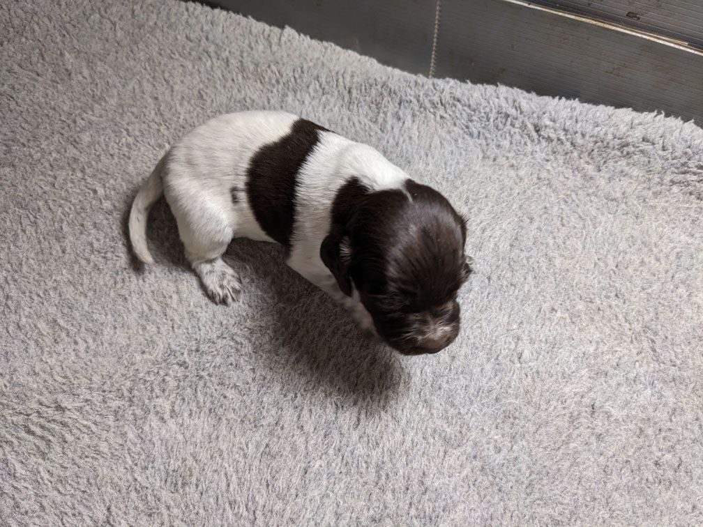 E3 three weeks male4_2