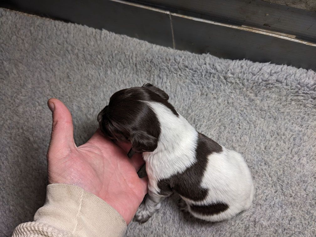 E3 three weeks male4_3