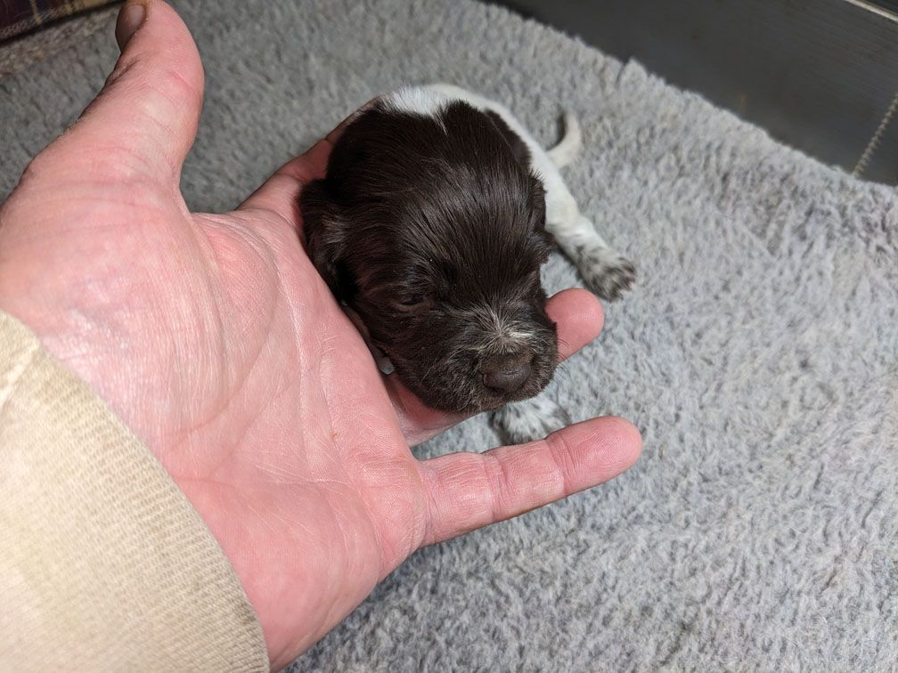 E3 three weeks male4_4