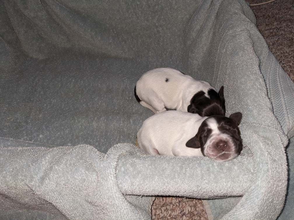 E3 females Two days_1