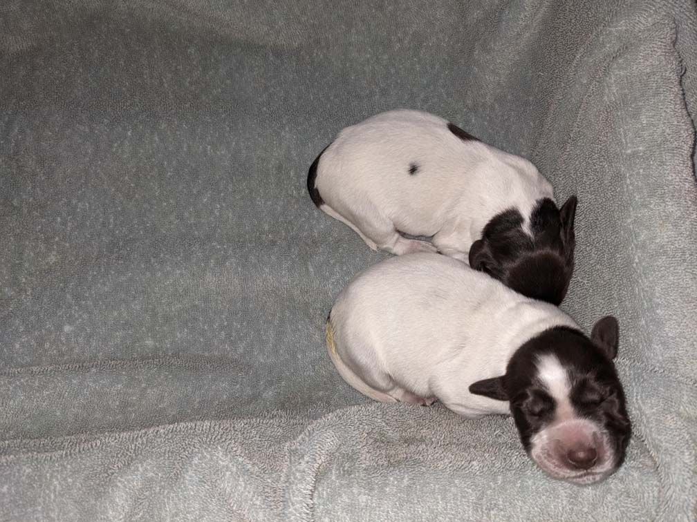 E3 females Two days_2