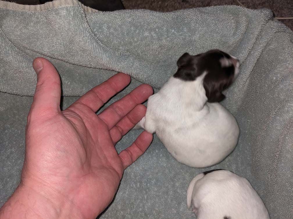 E3 females Two days_3