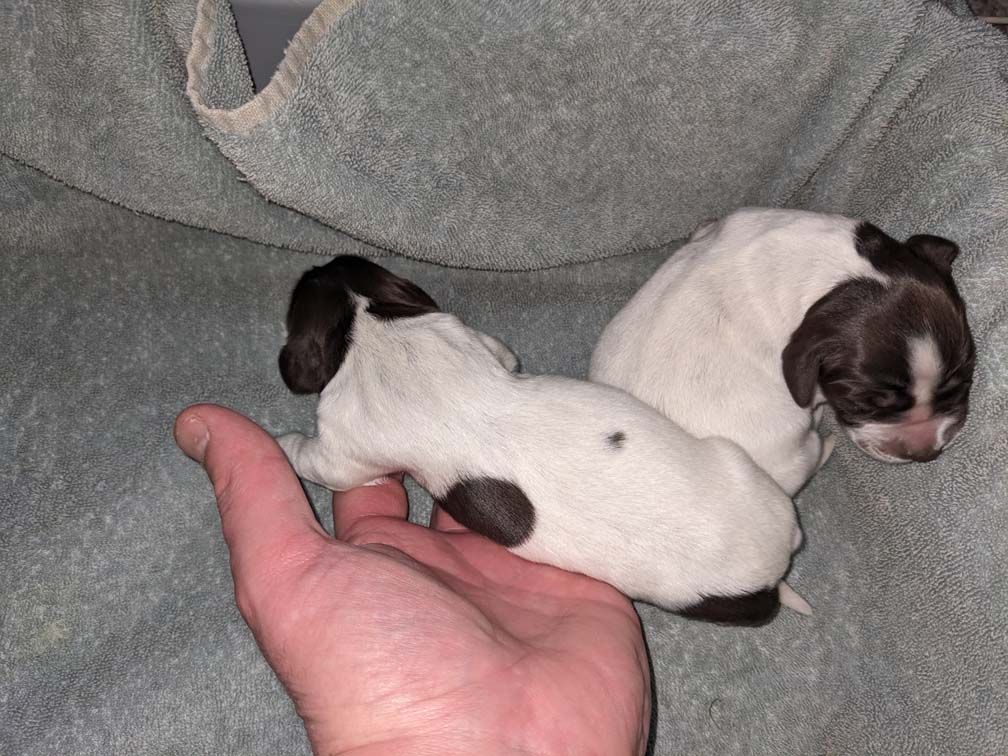 E3 females Two days_4