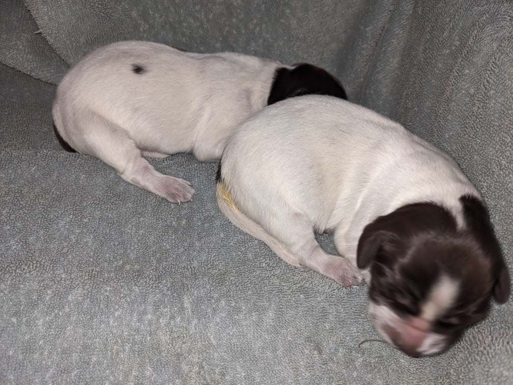 E3 females Two days_5