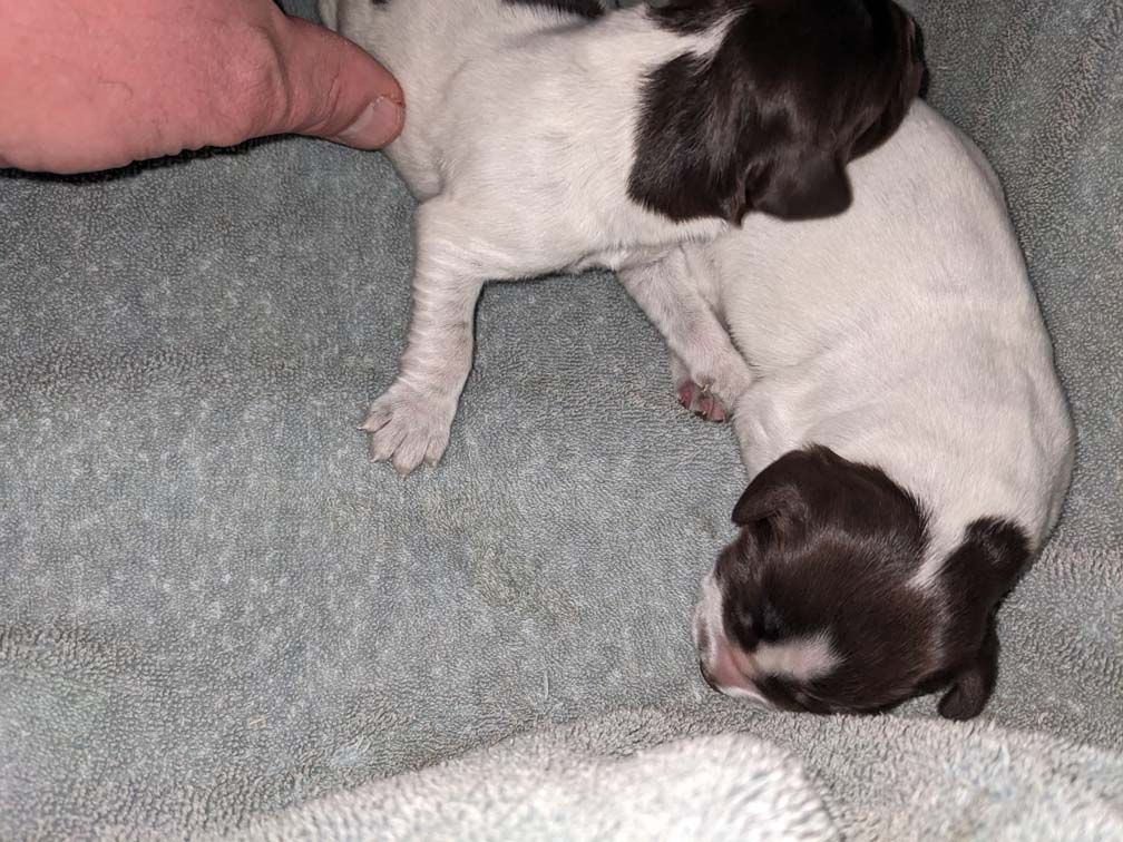 E3 females Two days_6